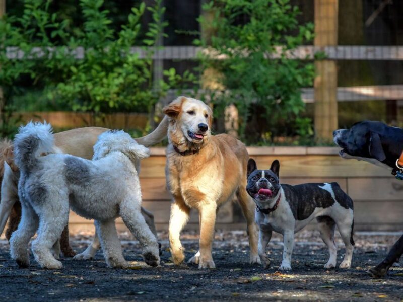How Your Dog Could Benefit from Doggie Daycare