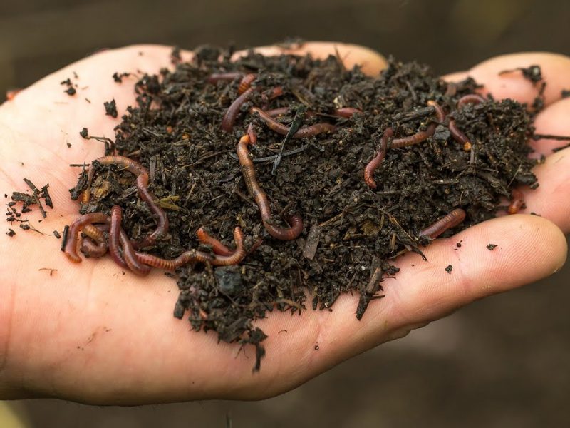 Worm Composting: Everything You Need To Know
